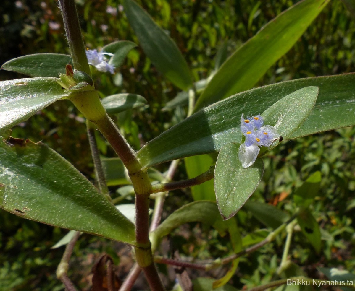 Cyanotis villosa (Spreng.) Schult. & Schult.f.